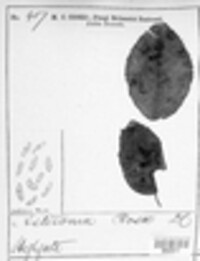Diplocarpon rosae image